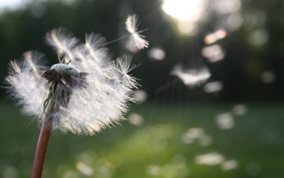 Treat Hay Fever Naturally with Acupuncture at the Alma Vale Centre
